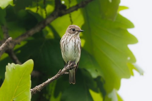Grey-streaked Flycatcher (Muscicapa griseisticta), photo 10