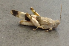 Sphingonotus octofasciatus