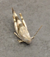 Sphingonotus octofasciatus