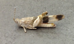 Sphingonotus octofasciatus