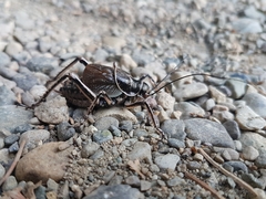 Cyphoderris monstrosa