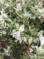 Salix
