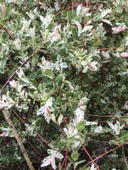 Salix