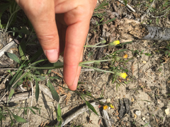 Pilosella flagellaris