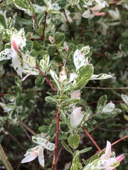 Salix