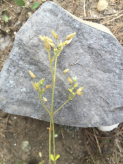 Cerastium semidecandrum
