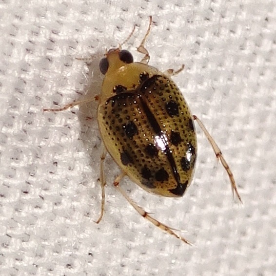 Peltodytes