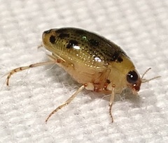 Peltodytes litoralis