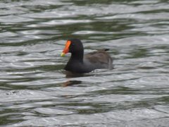 Gallinula tenebrosa