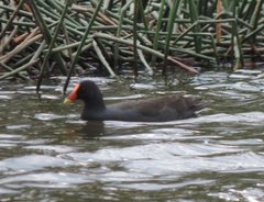 Gallinula tenebrosa