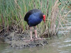 Porphyrio melanotus