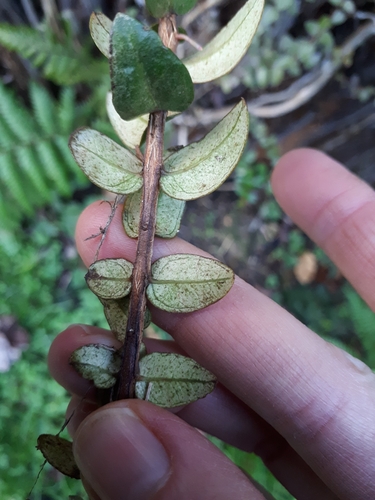 Metrosideros diffusa (Metrosideros diffusa)