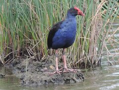 Porphyrio melanotus