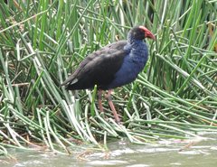 Porphyrio melanotus