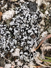 Stereocaulon condensatum