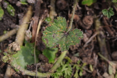 Puccinia malvacearum