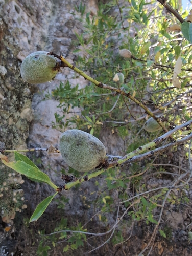 Prunus amygdalus