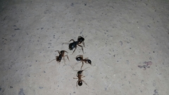 Camponotus xerxes