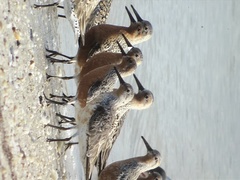 Calidris canutus rufa