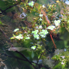 Spirodela polyrhiza