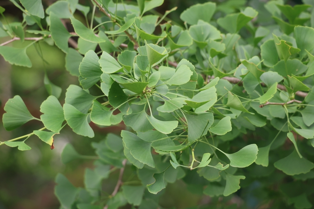 Ginkgo biloba