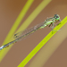 Eastern Forktail - Photo (c) Dave McShaffrey, some rights reserved (CC BY-NC)