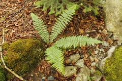 Polystichum braunii image