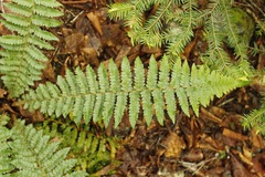 Polystichum braunii image