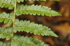 Polystichum braunii image