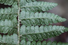 Polystichum braunii image