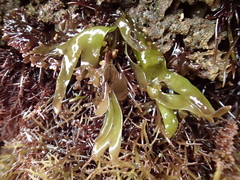 Mazzaella affinis