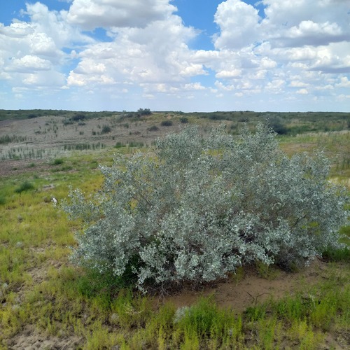 Caragana halodendron, photograph 1