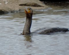 Phalacrocorax carbo