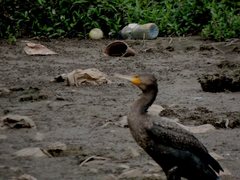Phalacrocorax carbo