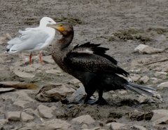 Phalacrocorax carbo