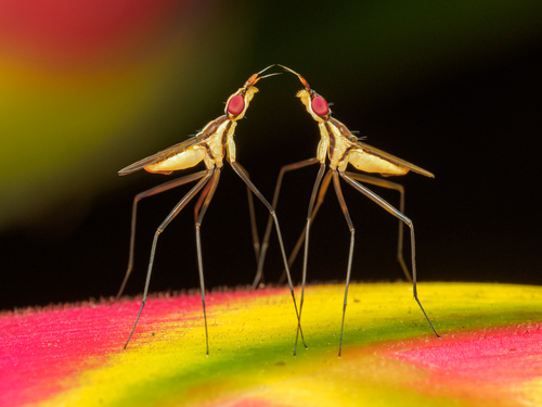 Telostylinus lineolatus