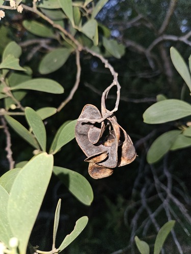 Acacia oraria observed 2024-06-21