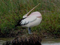 Pelecanus conspicillatus