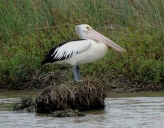 Pelecanus conspicillatus