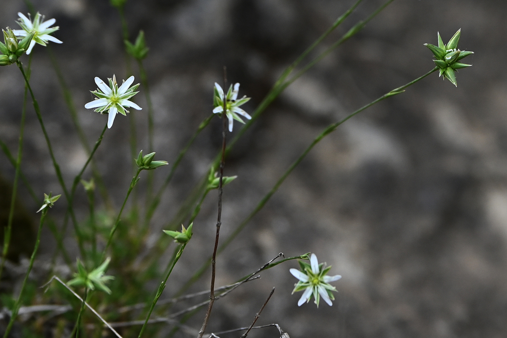 Minuartia greuteriana