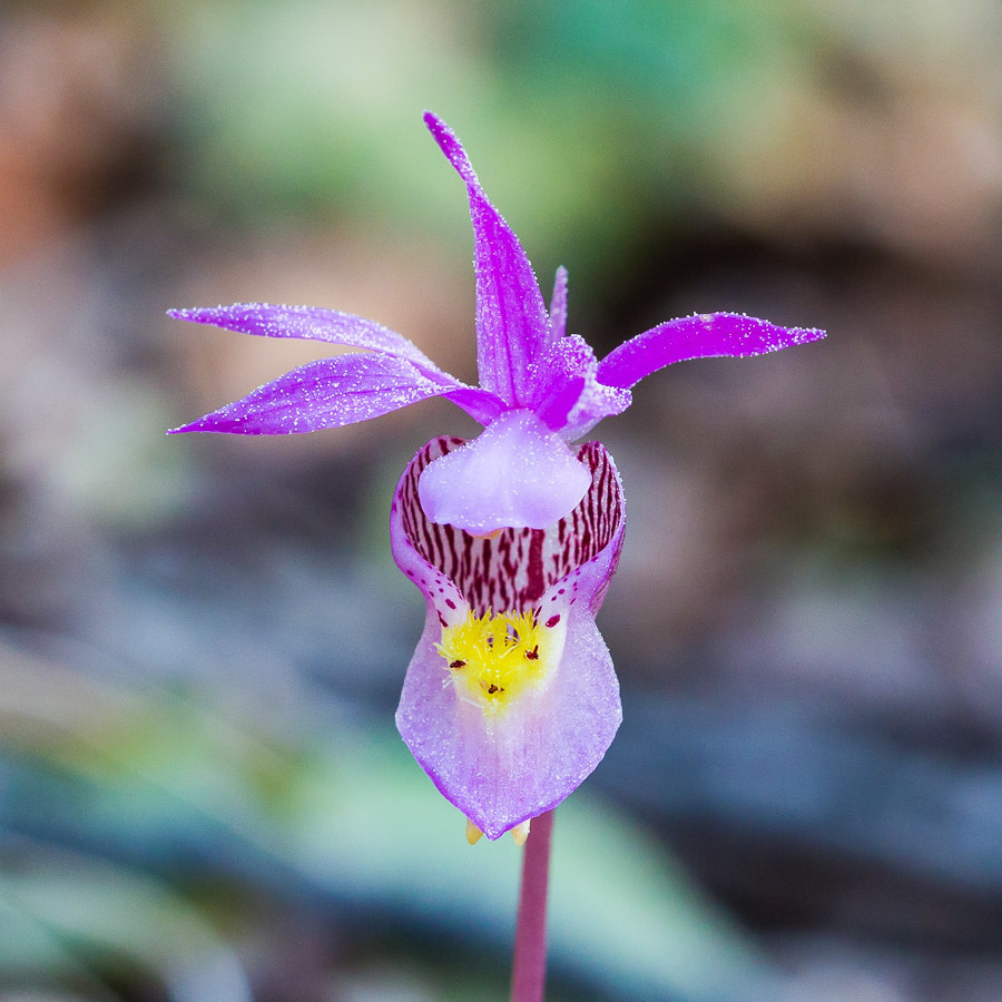 Calypsoinae