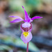 Eastern Fairy-Slipper - Photo (c) Jukka Jantunen, some rights reserved (CC BY-NC), uploaded by Jukka Jantunen