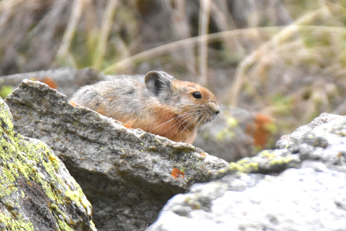 Turkestan Red Pika