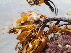 Eisenia arborea