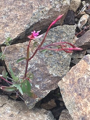 Clarkia concinna