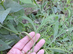Leptochloa mucronata