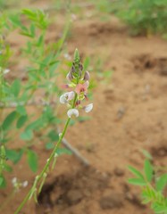 Indigofera subulata