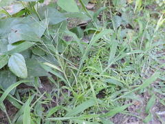 Leptochloa mucronata