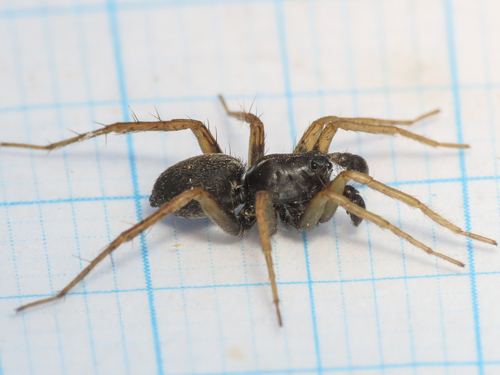 Pin-Stripe Wolf Spider Complex