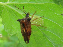Elasmucha ferrugata